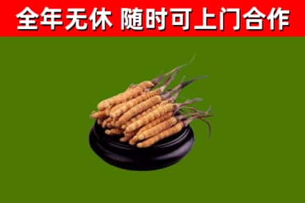 钦北区烟酒回收冬虫夏草.jpg
