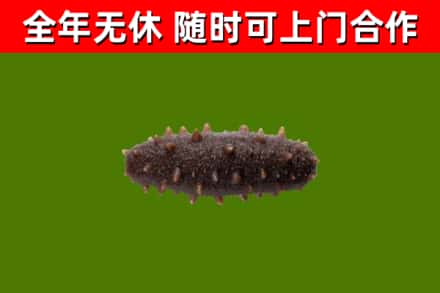 钦北区回收海参干